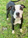 adoptable Dog in Fort Myers, FL named JOY