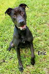 adoptable Dog in Fort Myers, FL named ERIC