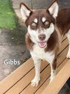 adoptable Dog in Fort Myers, FL named GIBBS