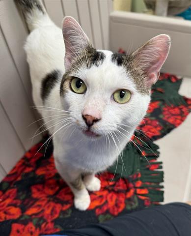 adoptable Cat in Fort Myers, FL named LENNY