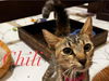 adoptable Cat in Fort Myers, FL named CHILI