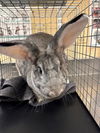 adoptable Rabbit in Fort Myers, FL named JELLYBEAN