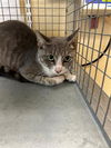 adoptable Cat in Fort Myers, FL named SHIRLEY