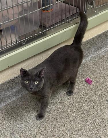 adoptable Cat in Fort Myers, FL named GRAYSON