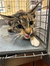 adoptable Cat in Fort Myers, FL named LAVERNE