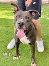 adoptable Dog in Fort Myers, FL named WIZ