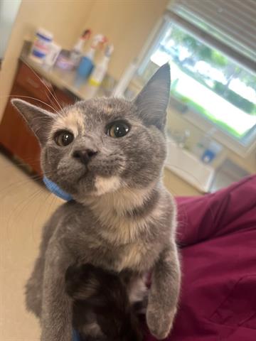 adoptable Cat in Fort Myers, FL named DOT