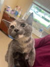 adoptable Cat in Fort Myers, FL named DOT