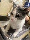 adoptable Cat in Fort Myers, FL named BUTTONS