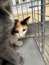 adoptable Cat in Fort Myers, FL named PATCHES