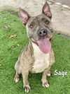 adoptable Dog in Fort Myers, FL named SAGE