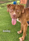 adoptable Dog in Fort Myers, FL named SMILEY