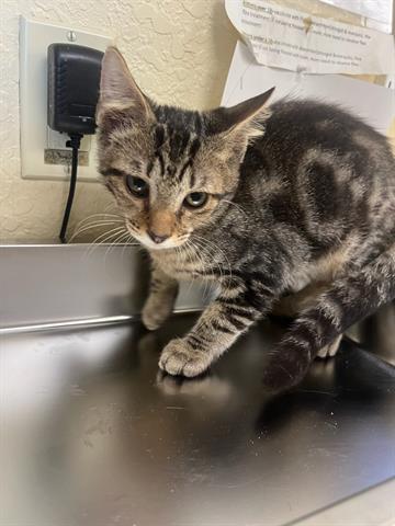 adoptable Cat in Fort Myers, FL named REGGIE