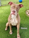 adoptable Dog in Fort Myers, FL named HOMER