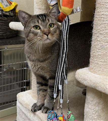 adoptable Cat in Fort Myers, FL named STEVE