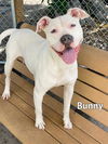 adoptable Dog in Fort Myers, FL named BUNNY