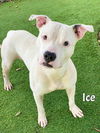 adoptable Dog in Fort Myers, FL named ICE