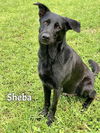 adoptable Dog in Fort Myers, FL named SHEBA