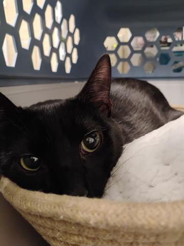 adoptable Cat in Fort Myers, FL named FRANK