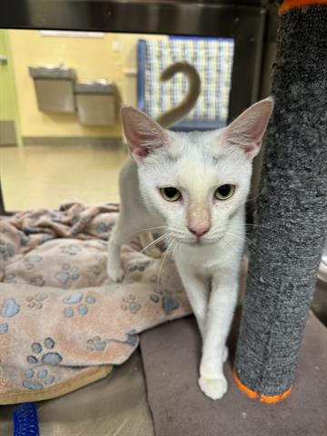 adoptable Cat in Fort Myers, FL named SNOW