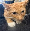 adoptable Cat in Fort Myers, FL named TANNER