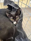 adoptable Cat in Fort Myers, FL named SYLVIA