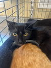 adoptable Cat in Fort Myers, FL named STAR