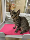 adoptable Cat in Fort Myers, FL named TAYLOR