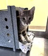 adoptable Cat in Fort Myers, FL named BLUE