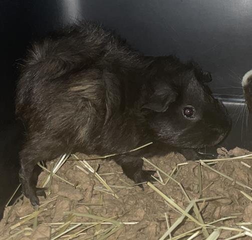 adoptable Guinea Pig in Fort Myers, FL named LARRY