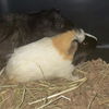 adoptable Guinea Pig in Fort Myers, FL named CURLY