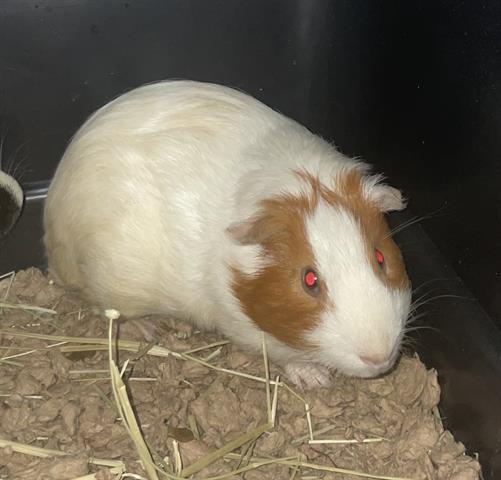 adoptable Guinea Pig in Fort Myers, FL named MO