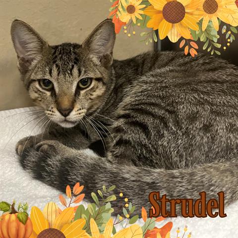 adoptable Cat in Fort Myers, FL named STRUDEL