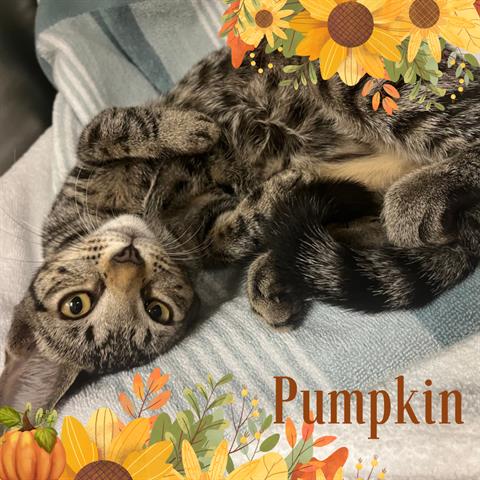 adoptable Cat in Fort Myers, FL named PUMPKIN