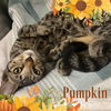 adoptable Cat in Fort Myers, FL named PUMPKIN