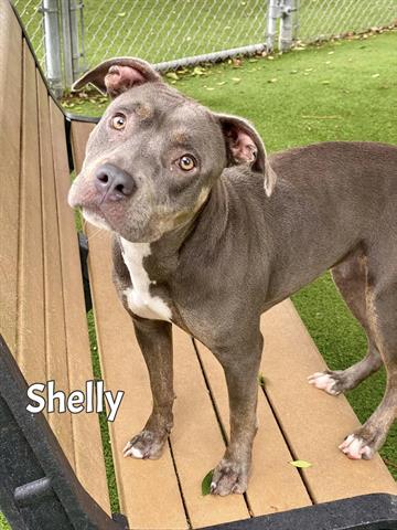 adoptable Dog in Fort Myers, FL named SHELLY