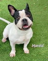 adoptable Dog in Fort Myers, FL named HAROLD