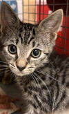 adoptable Cat in Fort Myers, FL named BO