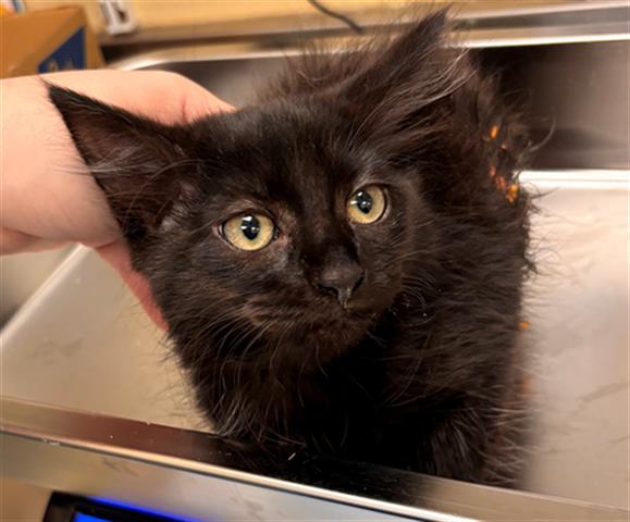 adoptable Cat in Fort Myers, FL named BONNIE