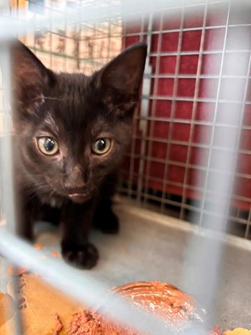 adoptable Cat in Fort Myers, FL named CLYDE