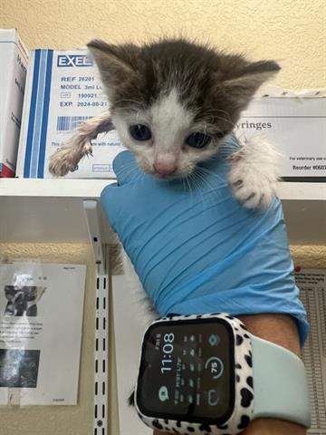 adoptable Cat in Fort Myers, FL named ARIEL