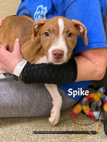 adoptable Dog in Fort Myers, FL named SPIKE