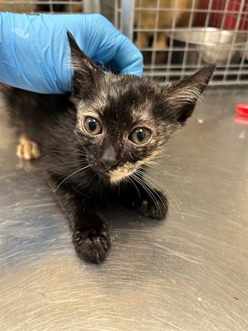 adoptable Cat in Fort Myers, FL named AUTUMN