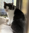 adoptable Cat in Fort Myers, FL named MAX