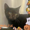 adoptable Cat in Fort Myers, FL named WOLFIE