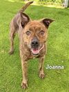 adoptable Dog in Fort Myers, FL named JOANNA