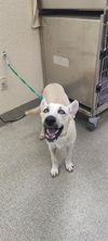 adoptable Dog in Fort Myers, FL named TONY