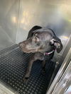 adoptable Dog in Fort Myers, FL named DANITZA