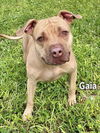 adoptable Dog in Fort Myers, FL named GAIA