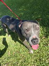 adoptable Dog in , FL named DOZER